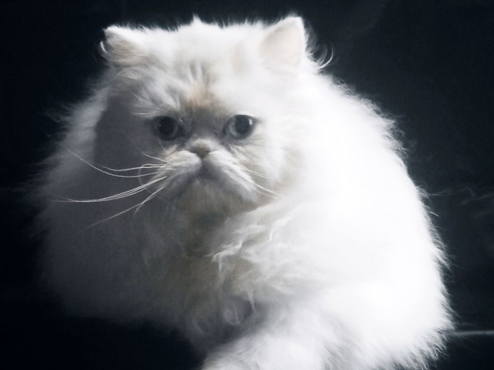 Femelle PERSAN LOOF (3-4*CB) 690 58300 Cossaye