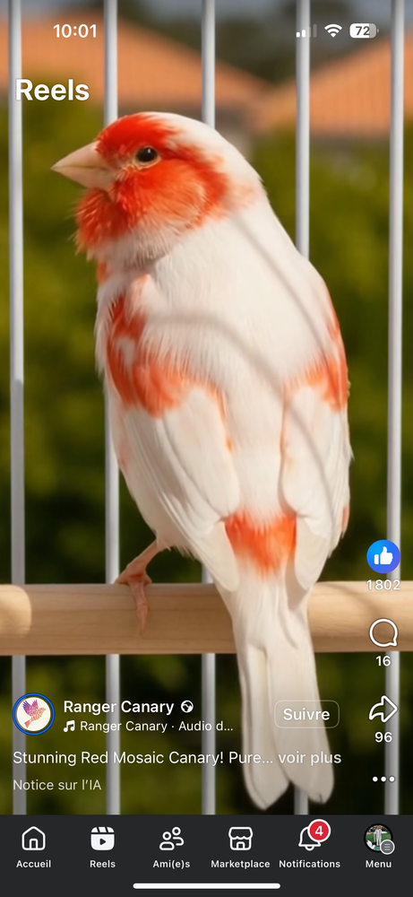 Canaris mosa&iuml;que rouge de l'&acirc;ne 2 fem? 30 50520 Reffuveille