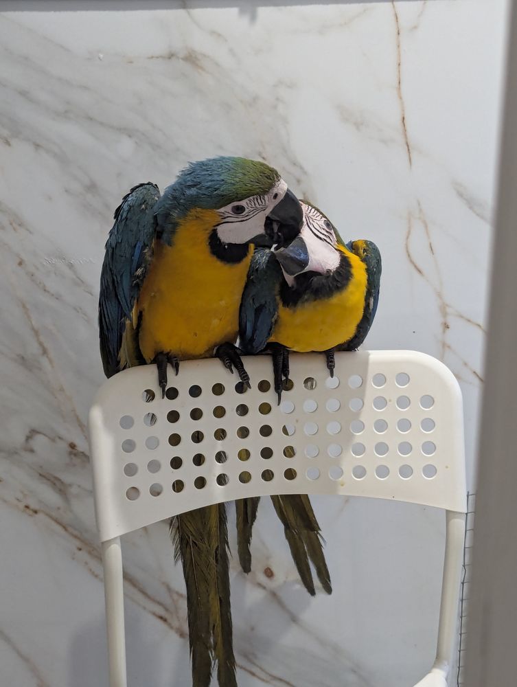 Jeune Perroquet Ararauna Apprivois&eacute; 1550 37000 Tours