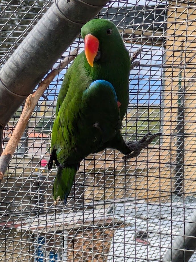 &eacute;clectus 500 31800 Landorthe