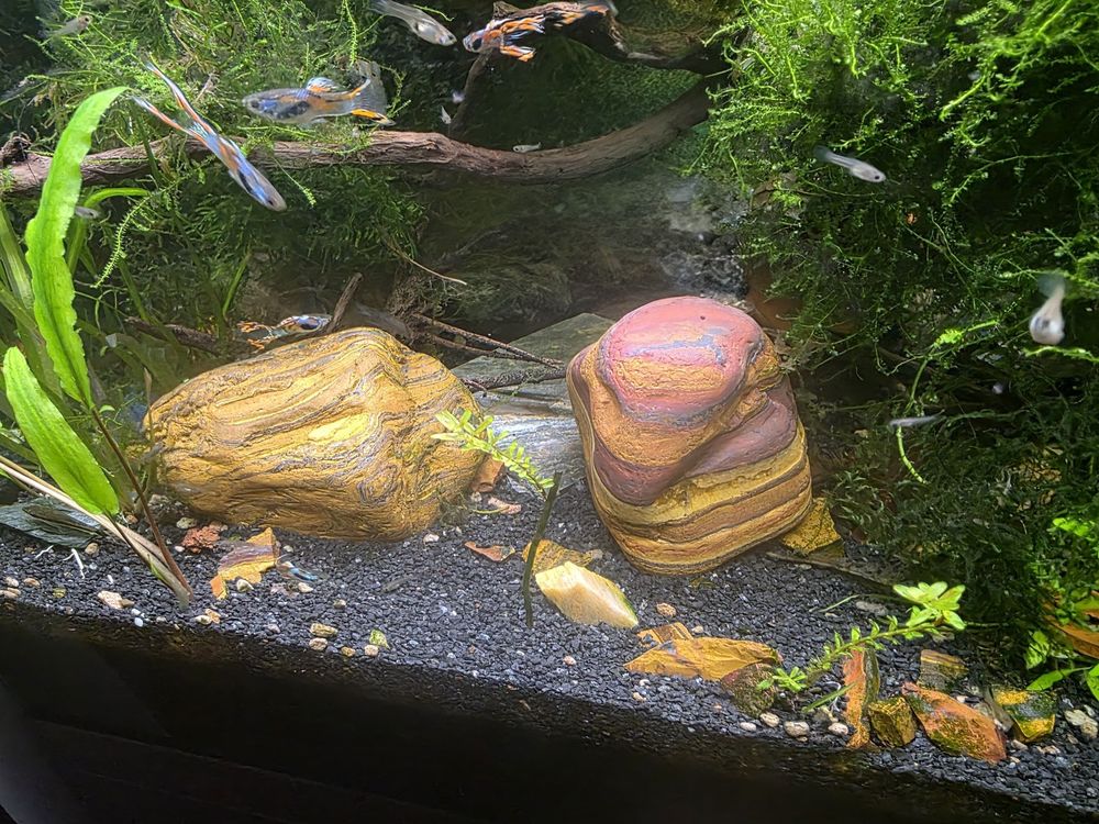 Guppys Endler et Discus 1 14120 Mondeville