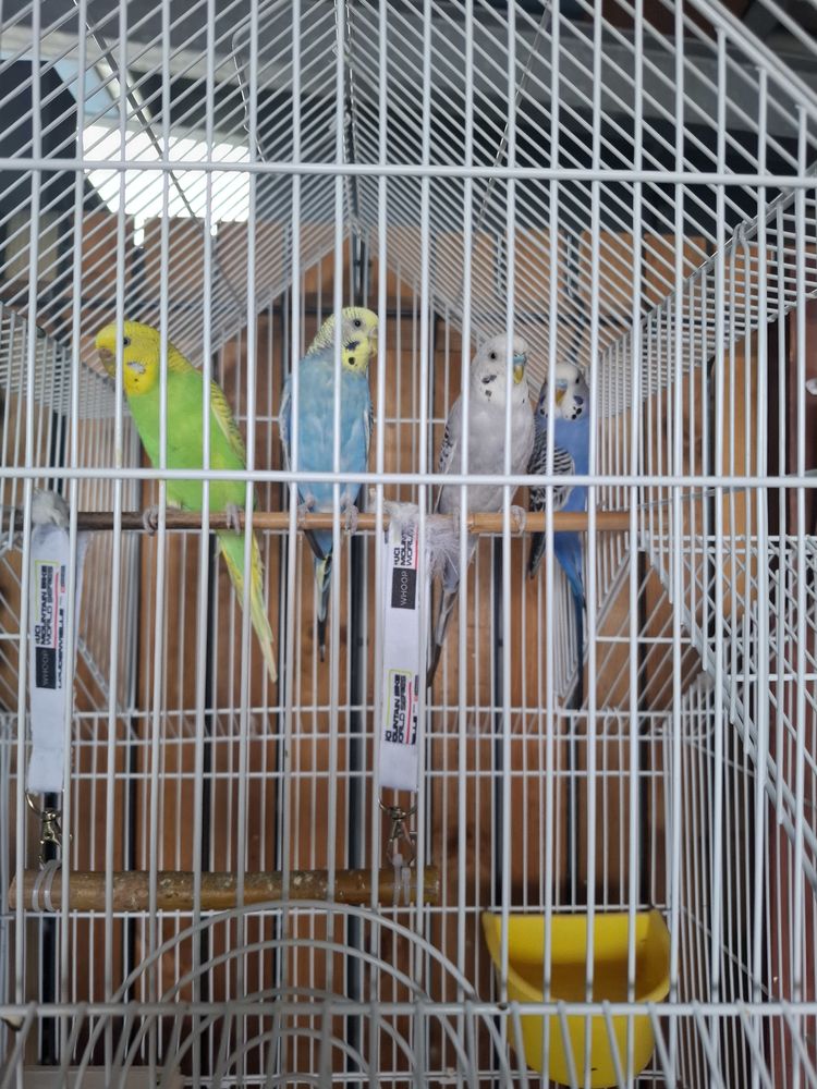 perruches et voli&egrave;re 70 euros 70 31770 Colomiers