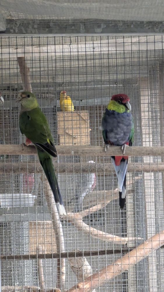 Perruche red capped 120 80000 Amiens