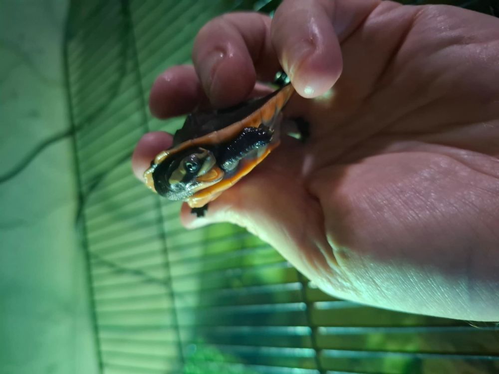 Emydura subglobosa juv&eacute;nile tortue aquatique 50 62650 Parenty