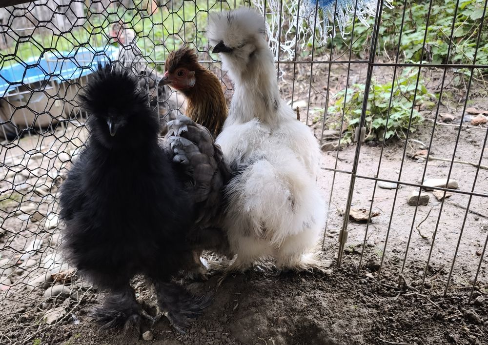 Coq de soie 20 65150 Saint-laurent-de-neste