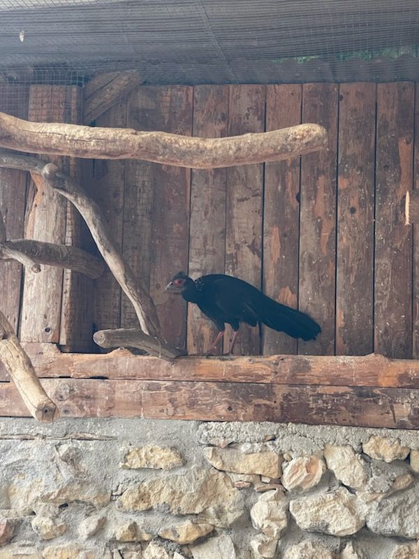 Faisan swinho&eacute; 20 38210 La rivi�re