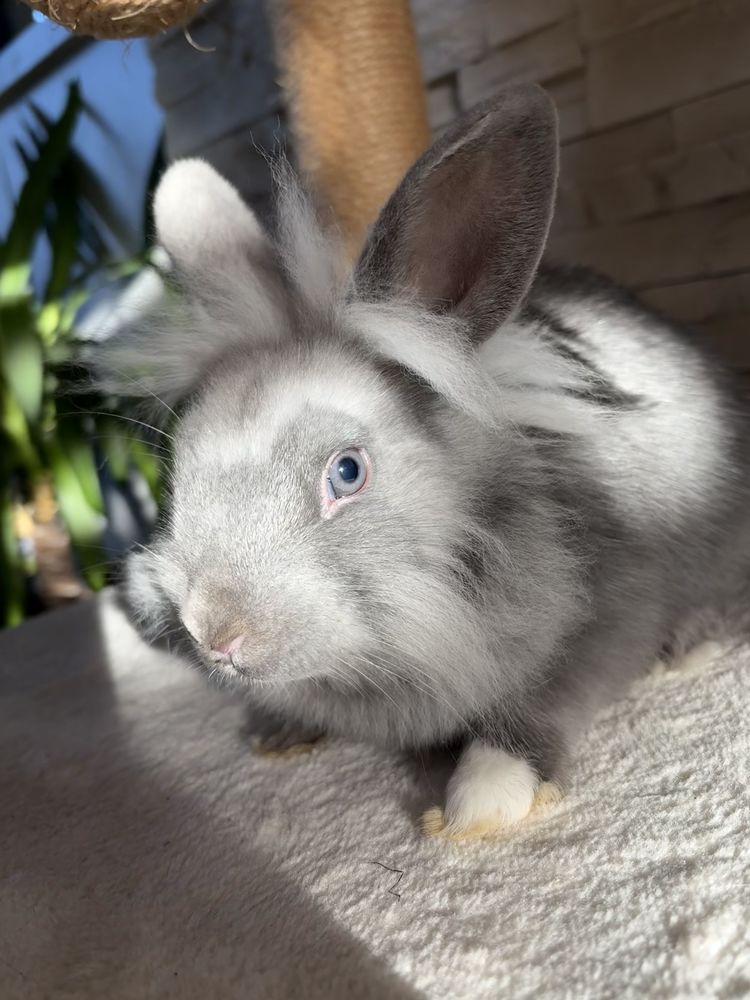 ?
? Adorable b&eacute;b&eacute; lapin ? 25 � ? 25 76480 Sainte-marguerite-sur-duclair