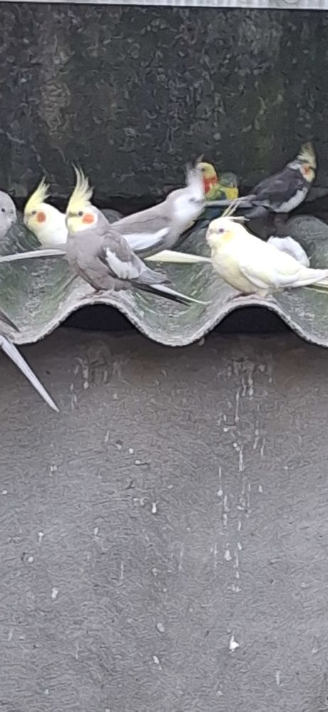 Calopsites 20 85360 La tranche-sur-mer