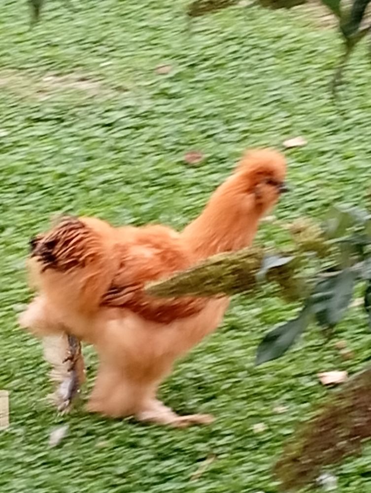 Coqs nain negre soie pure race  5 62370 Nouvelle-�glise