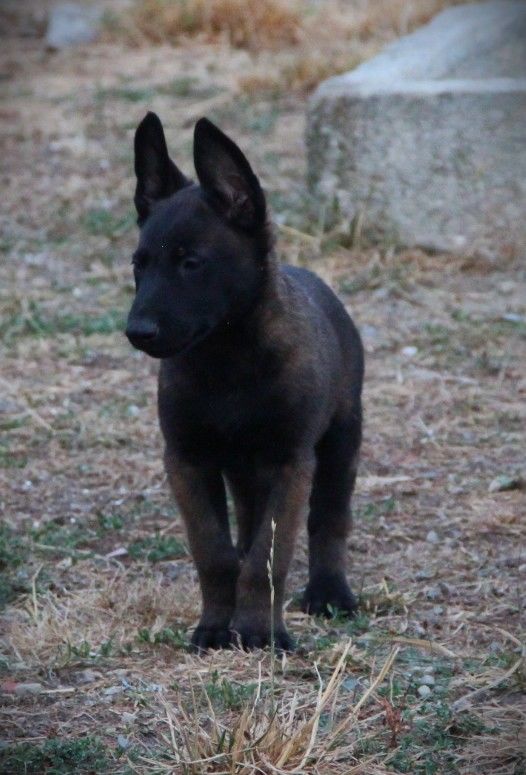 Chiots Malinois tr&eacute;s charbonn&eacute;s LOF 700 65500 Vic-en-bigorre
