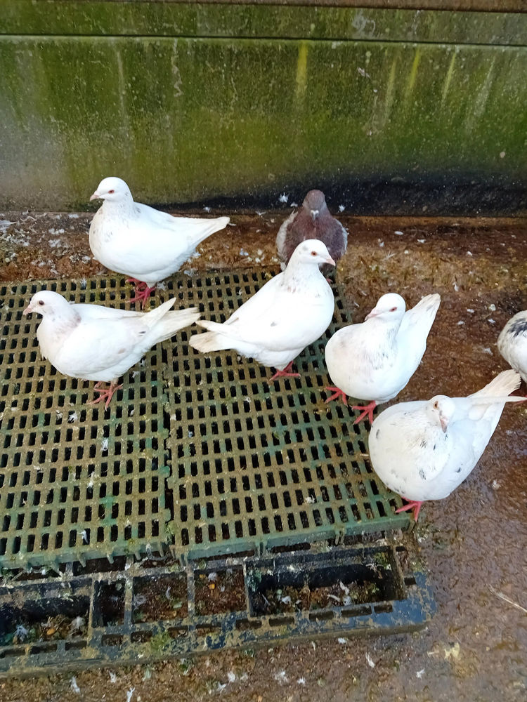 pigeons texan n&eacute;s en 2025. 20 18100 Vierzon