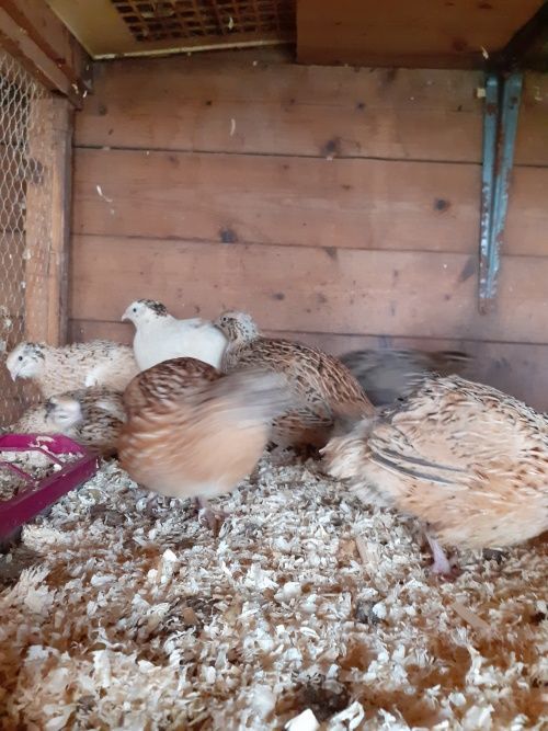 lots de m&acirc;les caille du japon 3 27400 Canappeville