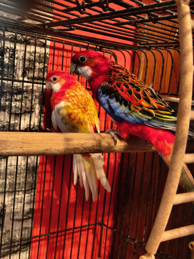 couple de perruches omnicolore 180 62140 Hesdin