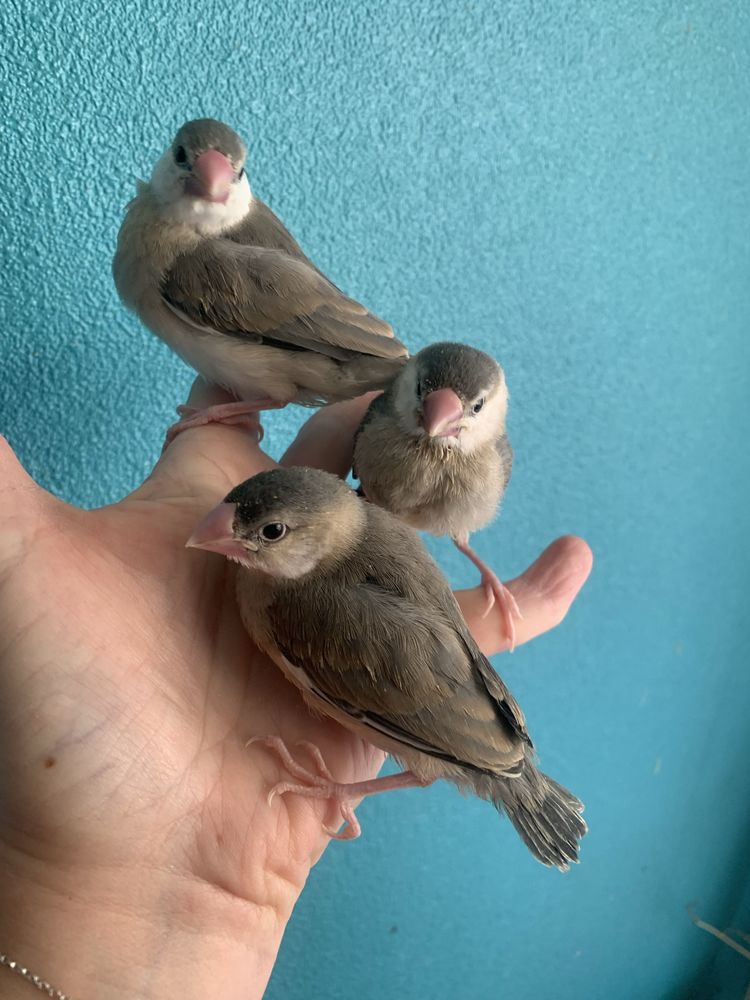 Paddas apprivois&eacute;s 100 60700 Pont-sainte-maxence