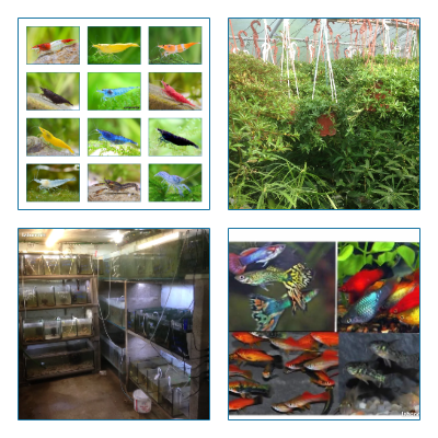 crevette neocaridina red cherry macrobrachium ecrevisse bleu 1 67880 Krautergersheim