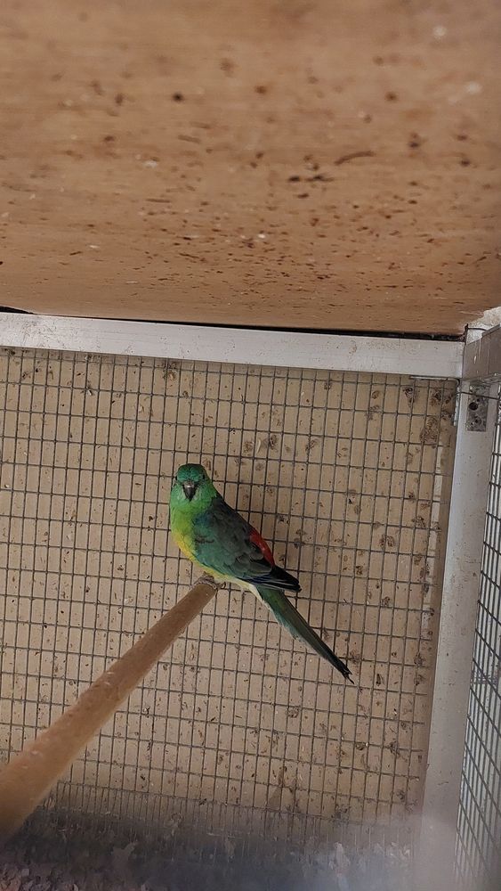 Couple de croupions 50 95200 Sarcelles