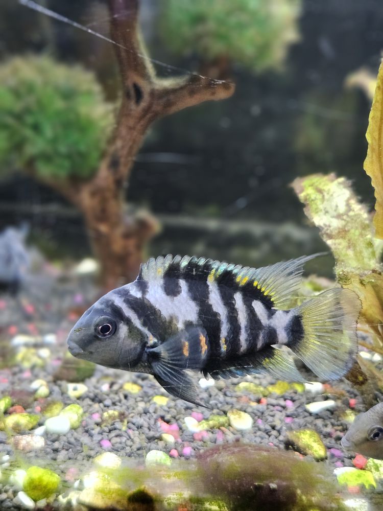 Nigrofasciata Cychlid&eacute; z&egrave;bre 5 38150 Anjou