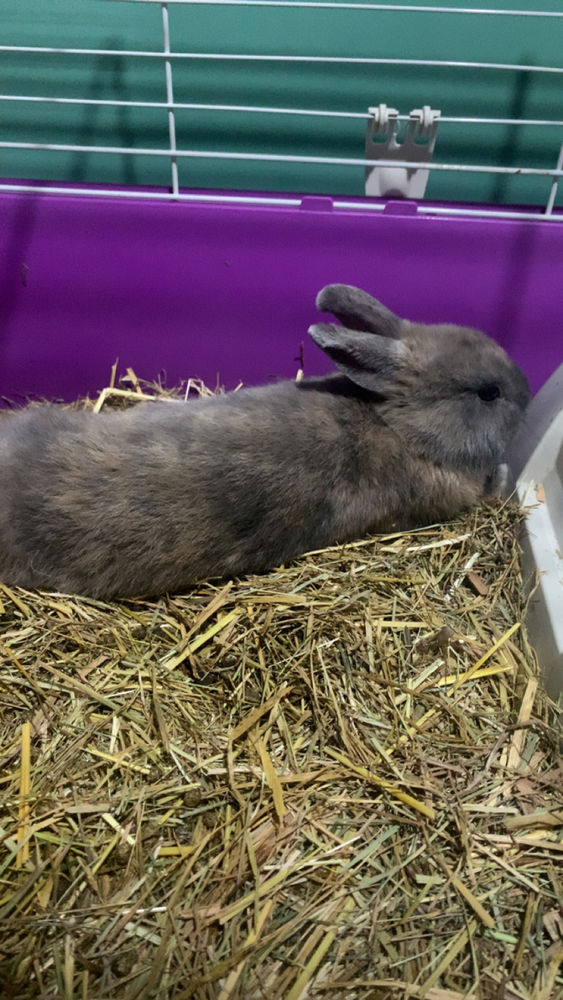 lapin nain 35 63300 Thiers