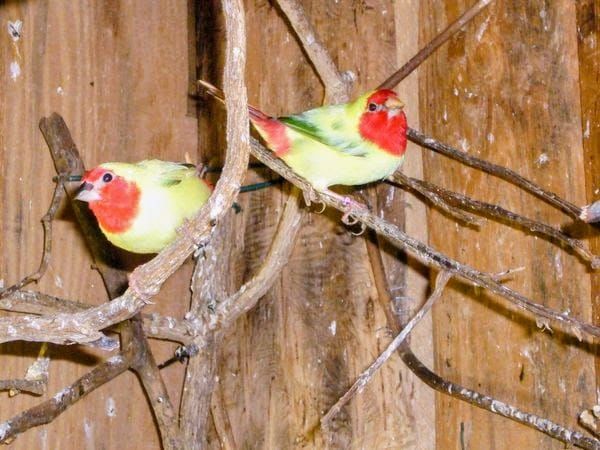 Pape Noum&eacute;a et chanteur d'Afrique 0 31600 Muret