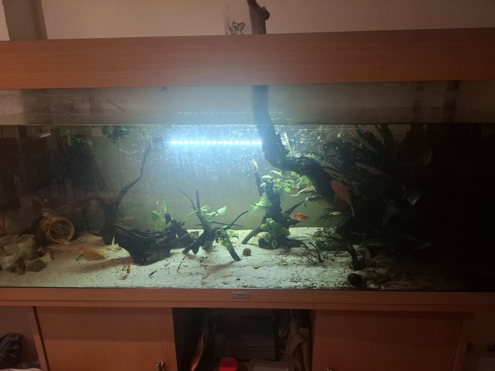Aquarium 260L 100 83460 Les arcs