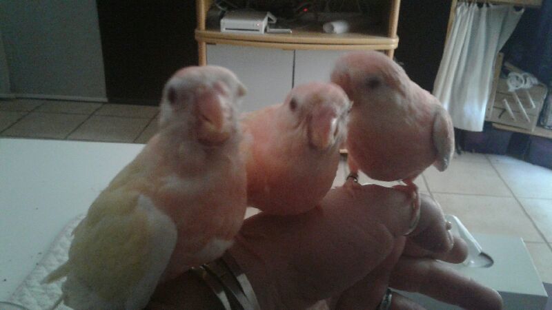 A r&eacute;server jeunes perruches de Bourke 2025 0 38270 Beaurepaire