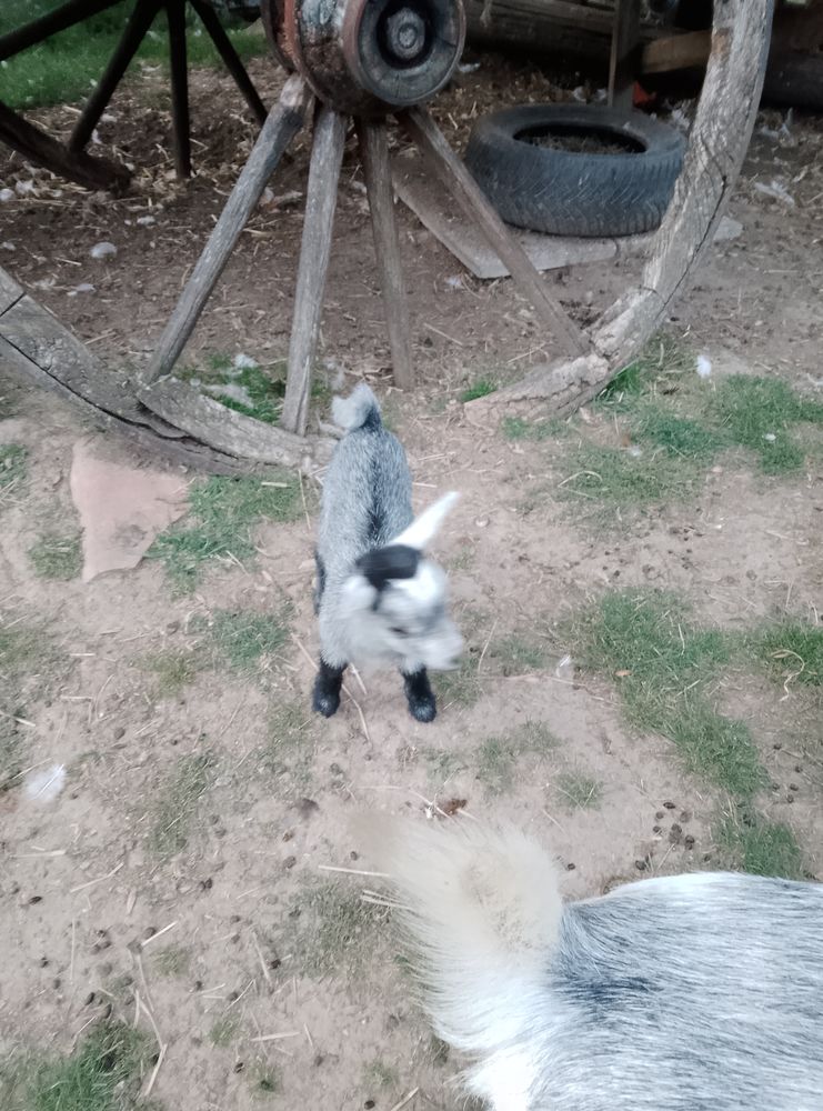 Ch&egrave;vres et bouc reproducteur 250 10500 �poth�mont