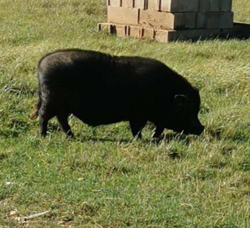 Cochon  nain 0 89260 Perceneige