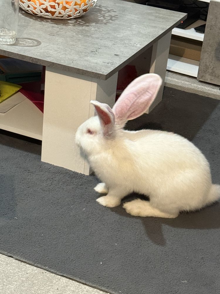 Lapin g&eacute;ant ? 3 mois ? en excellente sant&eacute; + accessoires 198 31400 Toulouse