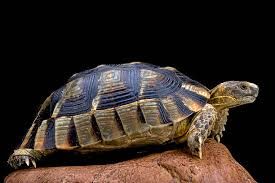  recherche tortue bordee (testudo marguinata) 0 34980 Saint-g�ly-du-fesc