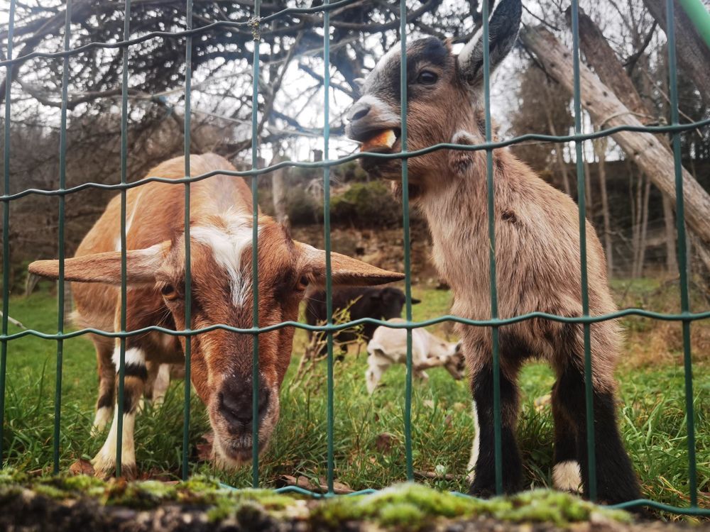 Ch&egrave;vres naines apprivois&eacute;es 100 52110 Doulevant-le-ch�teau