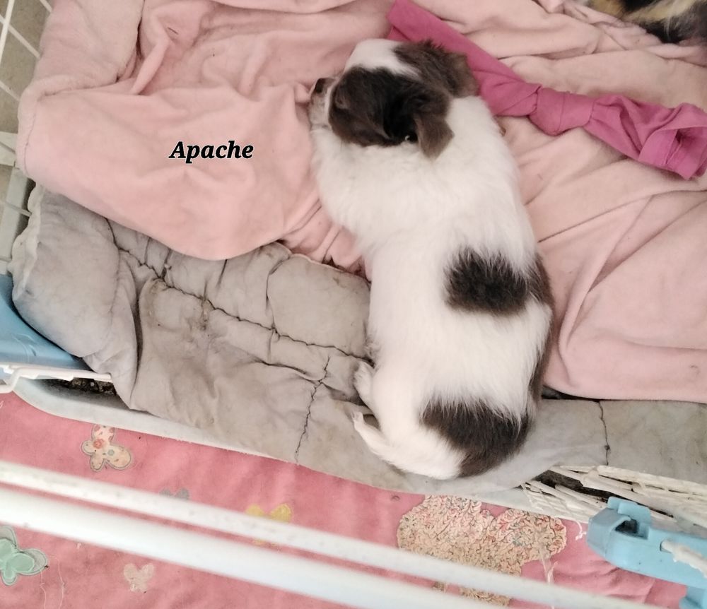 Chiots Chihuahuas 650 30340 Rousson