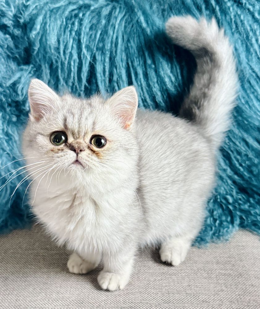 CHATON MALE EXOTIC SHORTHAIR DISPONIBLE TOUT SUITE 1400 93300 Aubervilliers