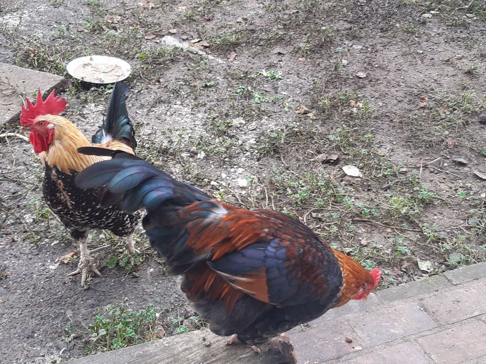 Jolis coqs semi- nains 10 41100 Vend�me