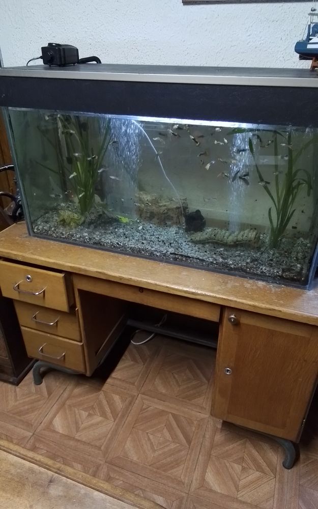 Poissons aquarium 10 06450 Roquebilli�re