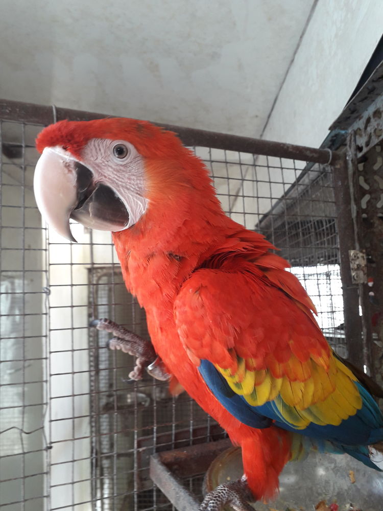 Perroquet Ara Macao M&acirc;le 2025 EAM 2500 24110 Saint-l�on-sur-l'isle