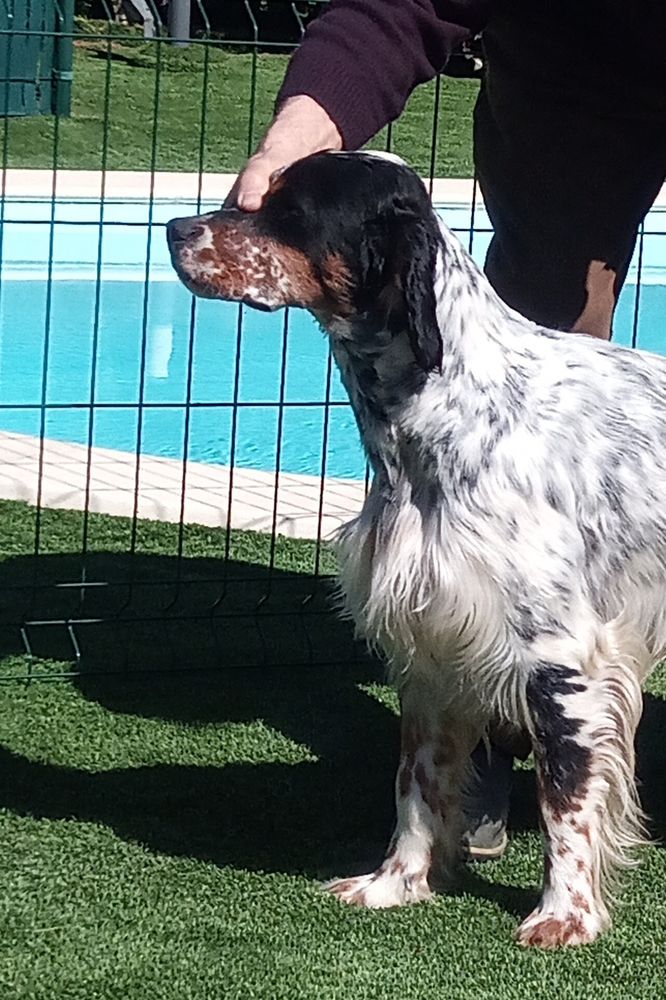 Setter anglais tricolore pour saillie  ( Gironde) 0 33350 Pujols