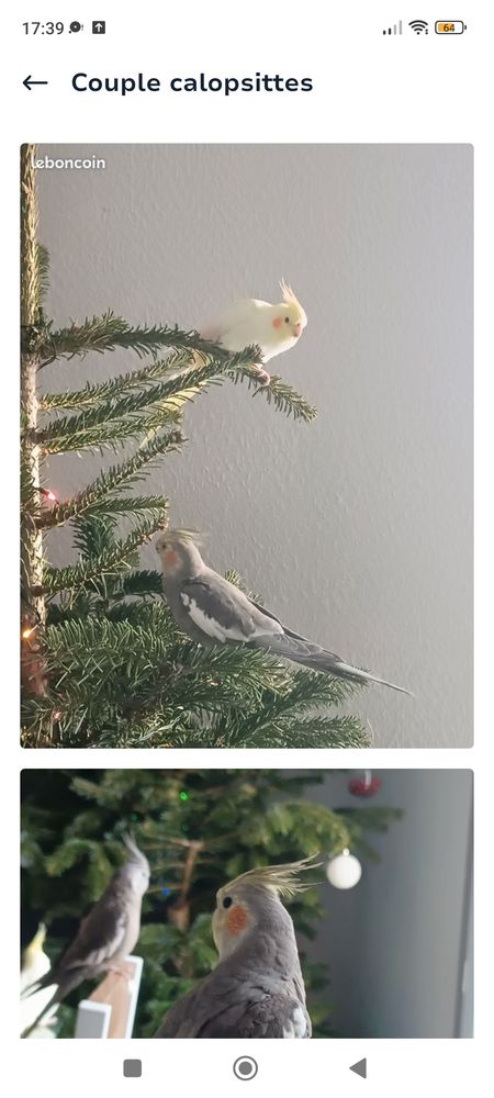 Couple calopsittes 100 34800 Clermont-l'h�rault