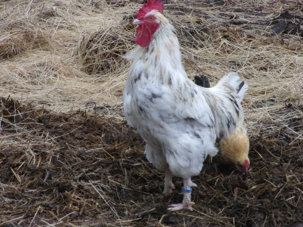 coqs de ferme 5 36300 Le blanc