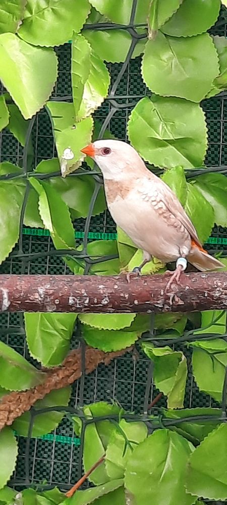 Petit exotique bec droit 50 47140 Frespech