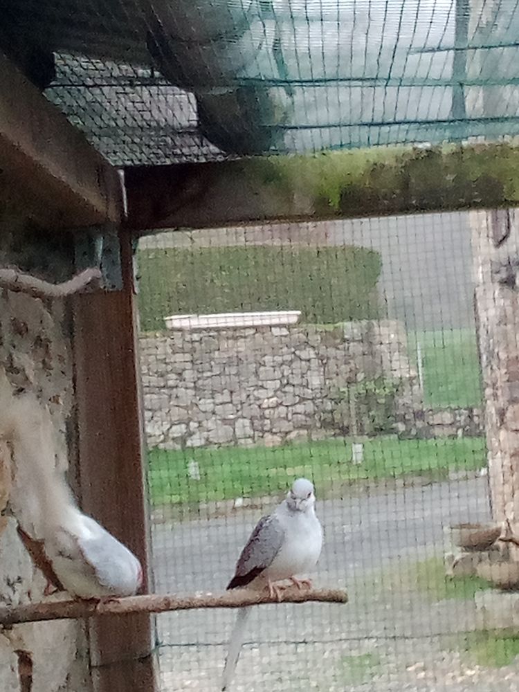 Colombe diamant 15 53240 Saint-jean-sur-mayenne