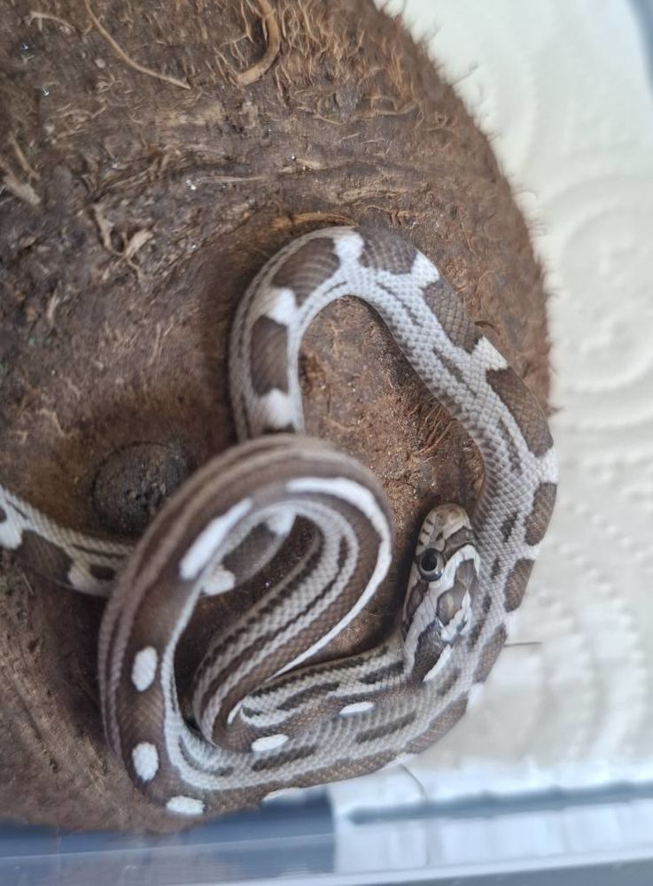 Serpent des bl&eacute;s adorable 60 06590 Th�oule-sur-mer