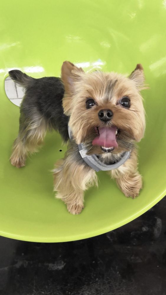 Cherche Yorkshire femelle pour saillie 0 75016 Paris