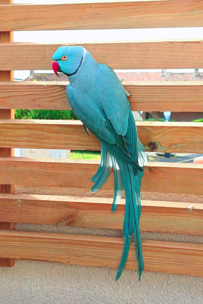 1 perruche &agrave; collier bleu m&acirc;le epp 180 34250 Palavas-les-flots