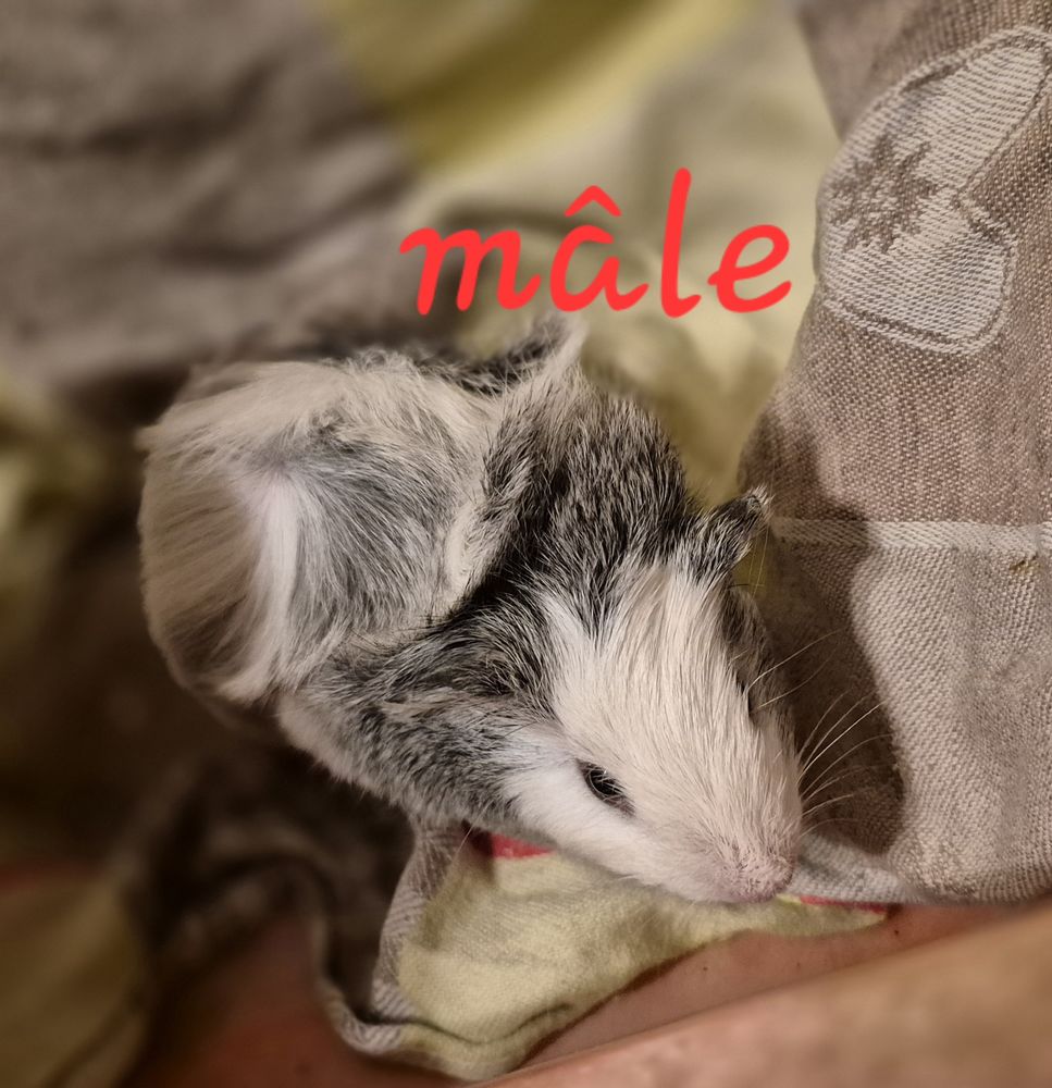 Cochons d'inde 0 72000 Le mans