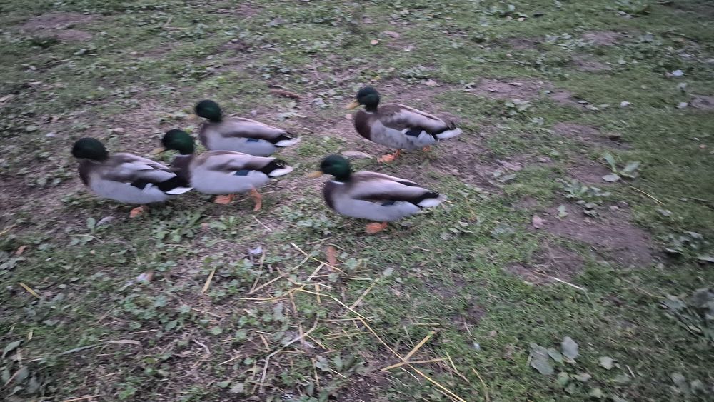 Canard sauvages 0 72000 Le mans