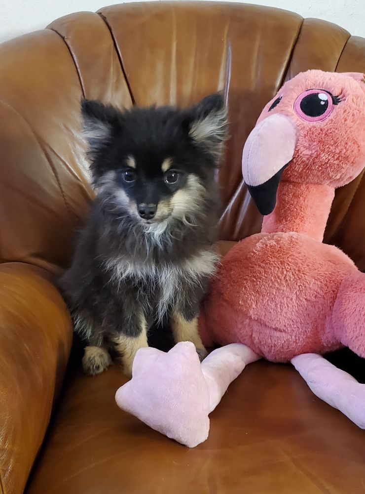 Adorables chiots Pomsky F3 mini 1400 31310 Montbrun-bocage