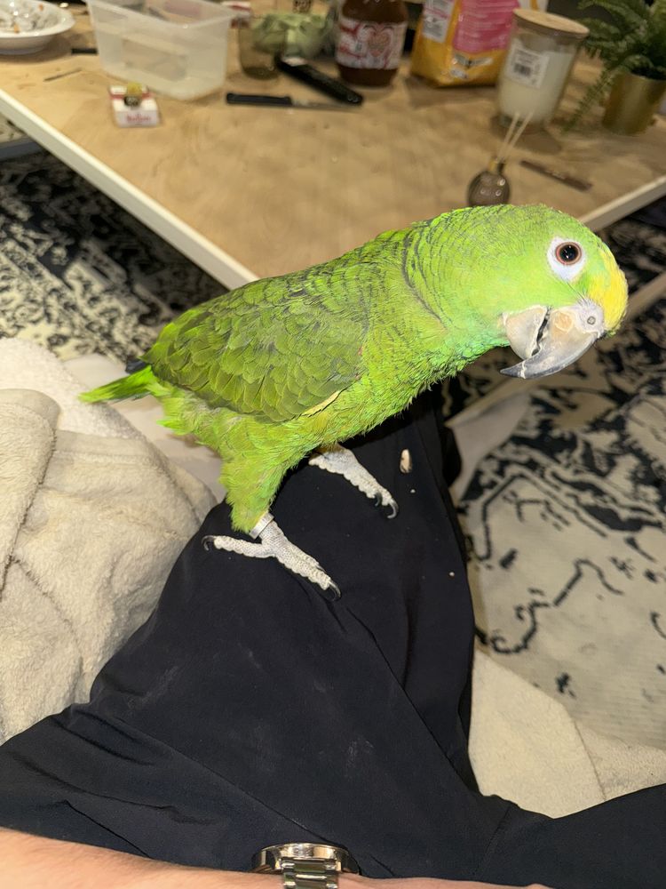 Perroquet Amazon 800 42000 Saint-�tienne