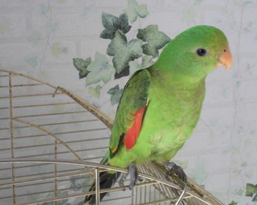 &eacute;change femelle &eacute;rythropt&egrave;re 0 13140 Miramas