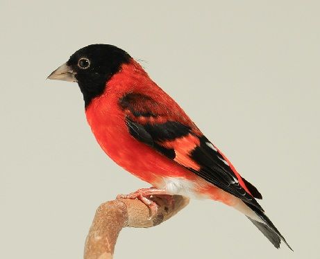 M&acirc;les tarins rouges ( V&eacute;n&eacute;zuela) ph&eacute;notype sauvage 0 65460 Bazet