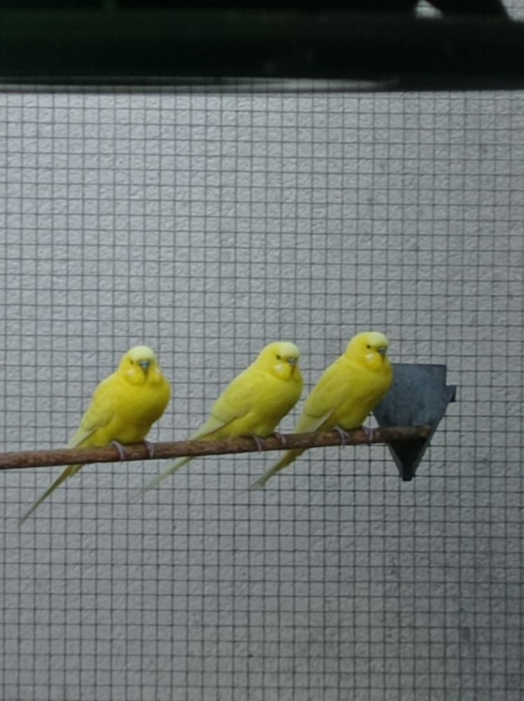 jeunes Perruches ann&eacute;e 2025 10 85190 Aizenay